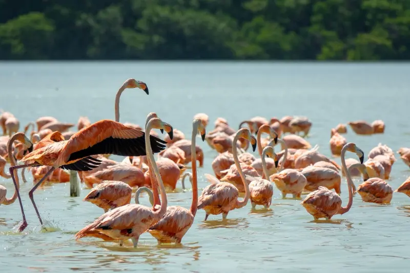 Kenya Classic Wildlife Tour 2